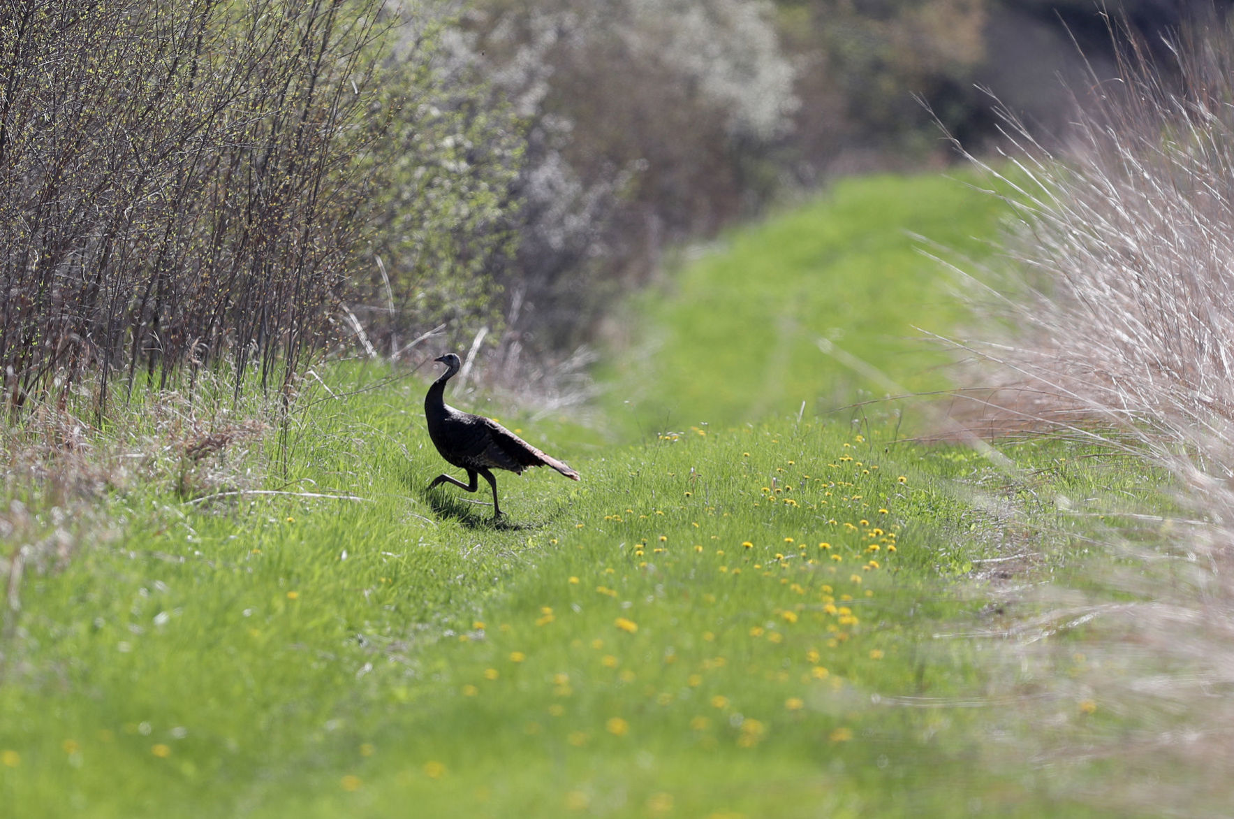 043020bp-wild-turkey